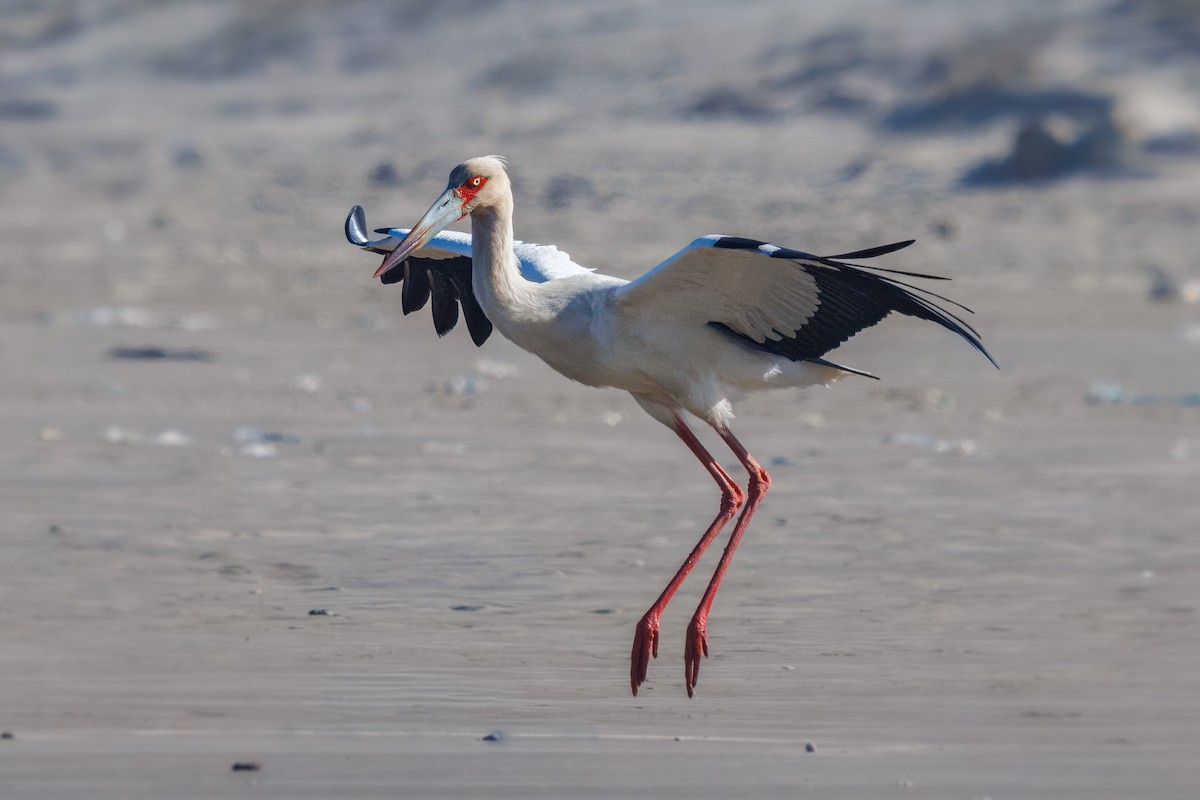 Maguari Stork - ML641797540