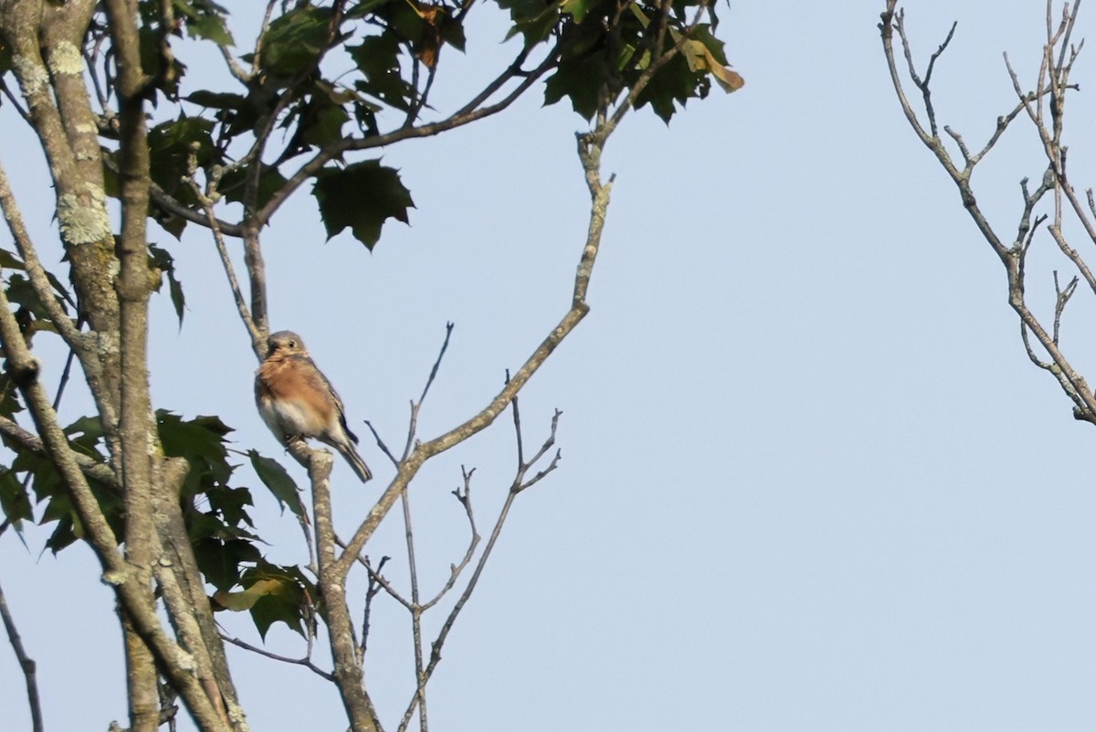 Eastern Bluebird - ML641797541