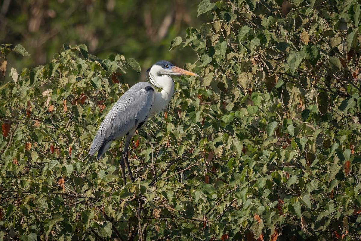 Cocoi Heron - ML641797542
