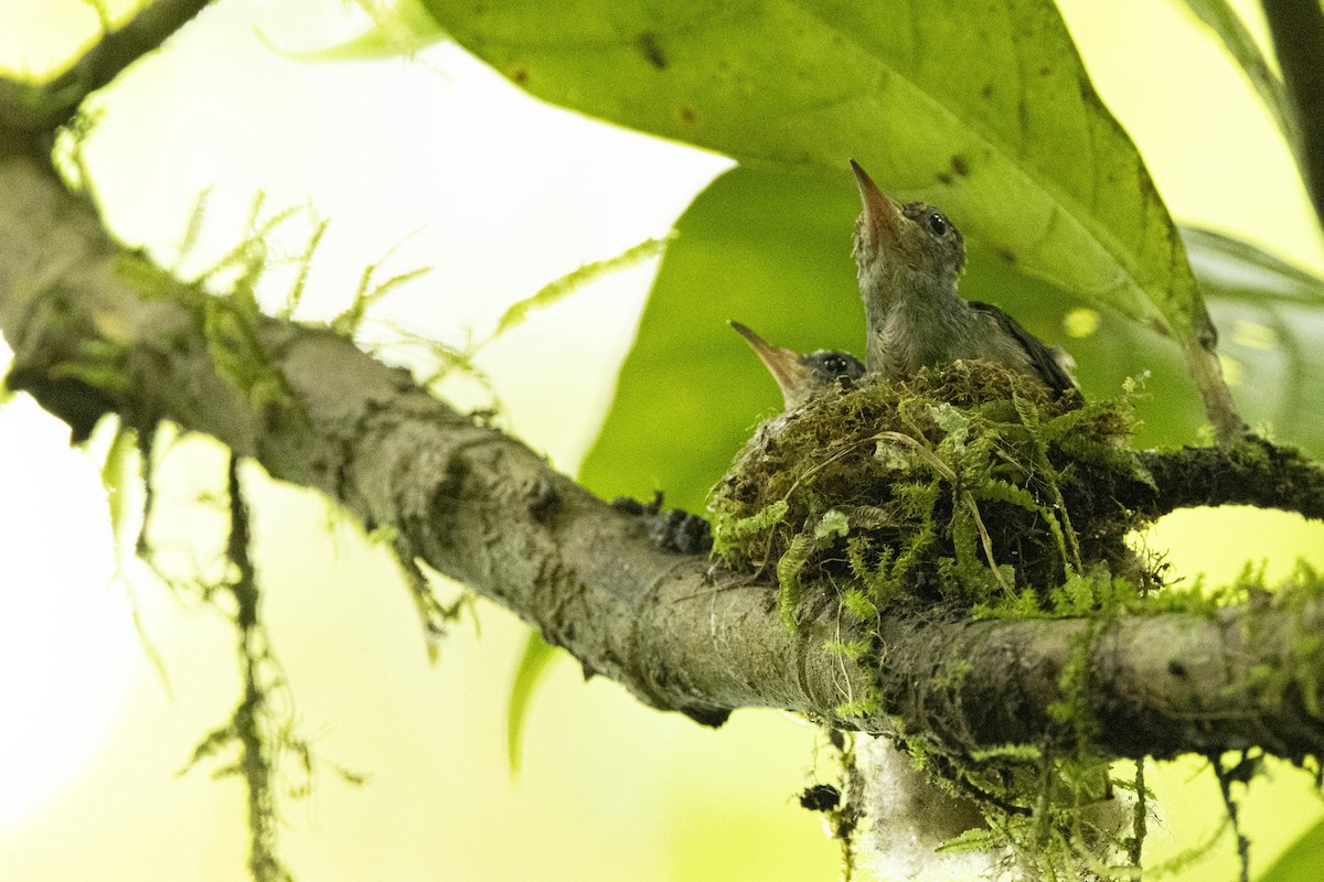 Blue-throated Goldentail - ML641797547