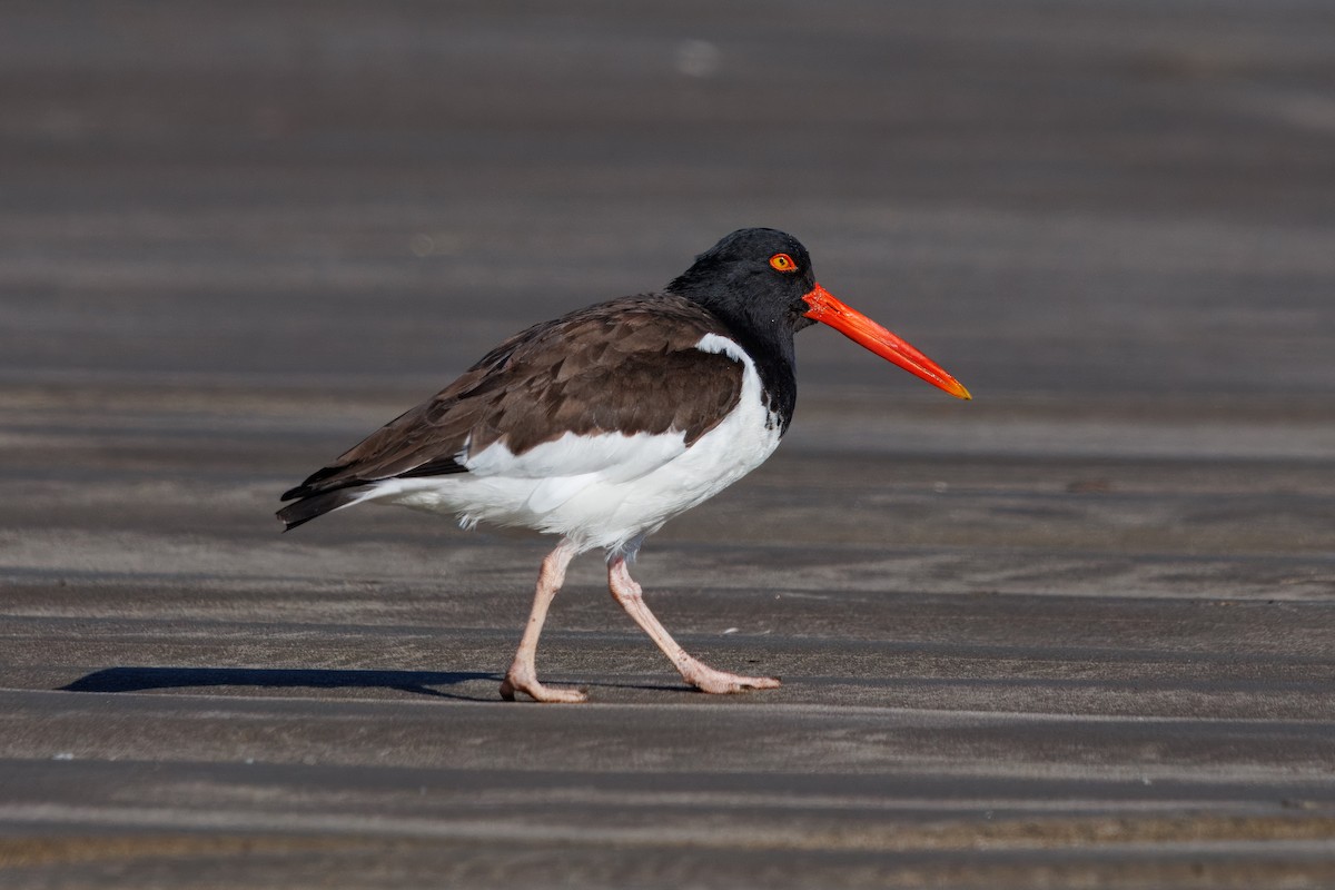 American Oystercatcher - ML641797548