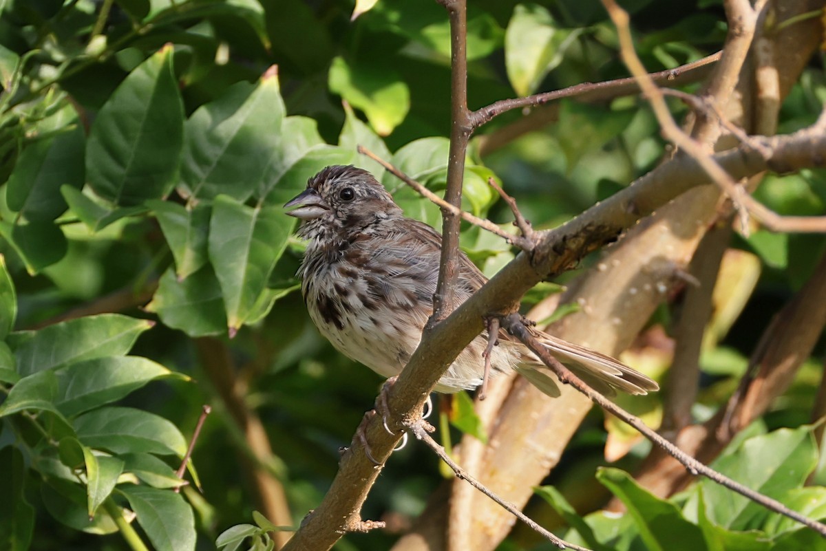 Song Sparrow - ML641797549