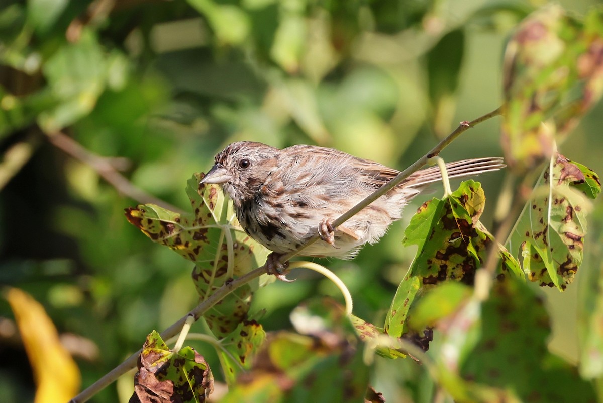 Song Sparrow - ML641797550