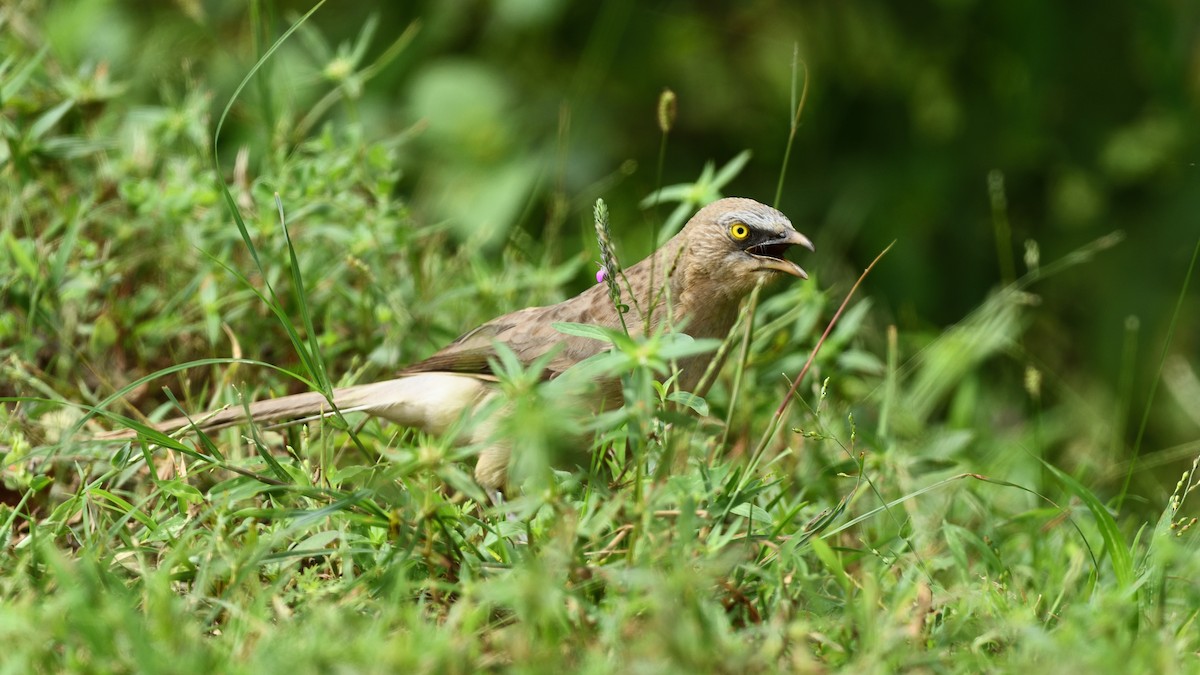 Large Gray Babbler - ML641797553