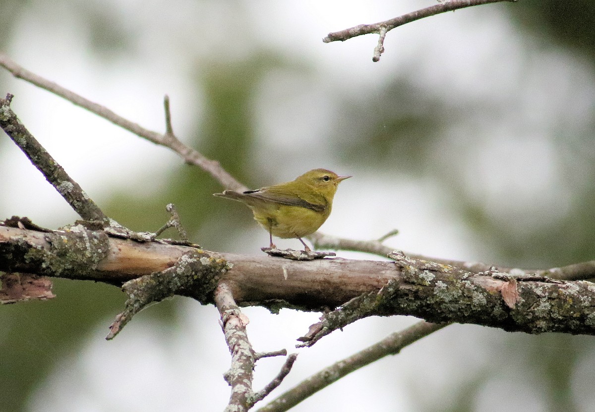 Tennessee Warbler - ML641797554