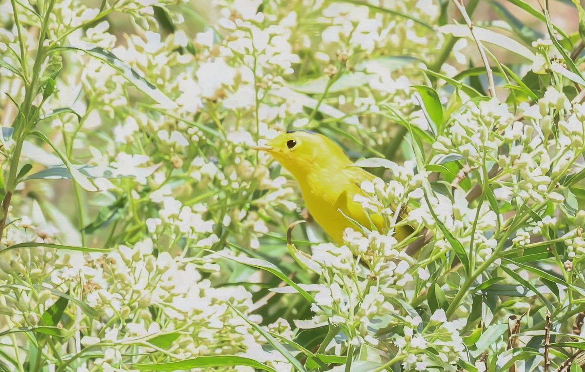 Wilson's Warbler - ML641797556