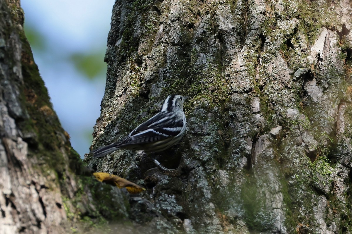 Black-and-white Warbler - ML641797559