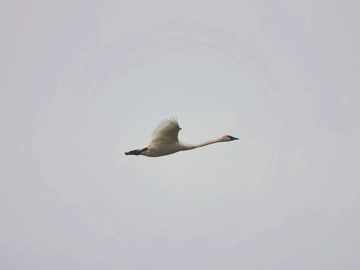 Trumpeter Swan - ML641797561