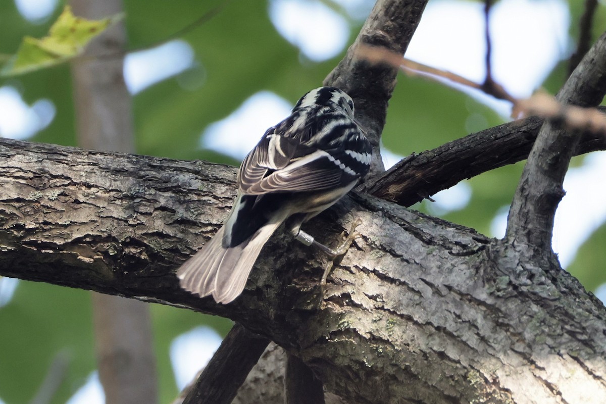 Black-and-white Warbler - ML641797564