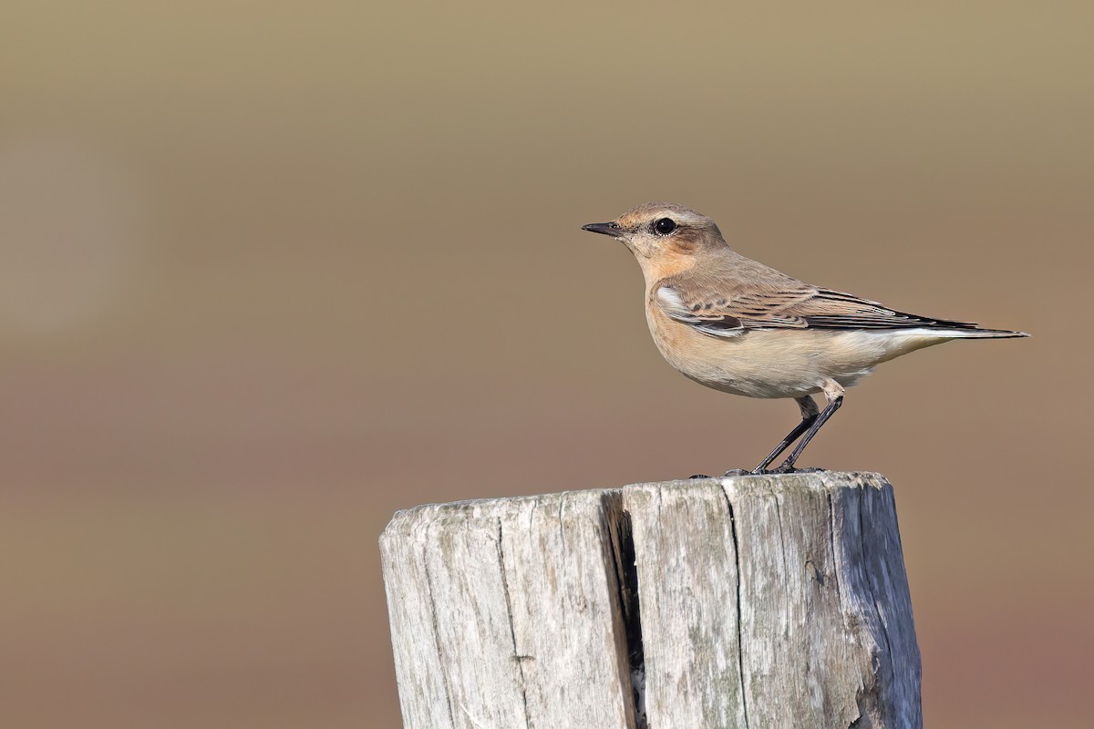 Traquet motteux - ML641797566