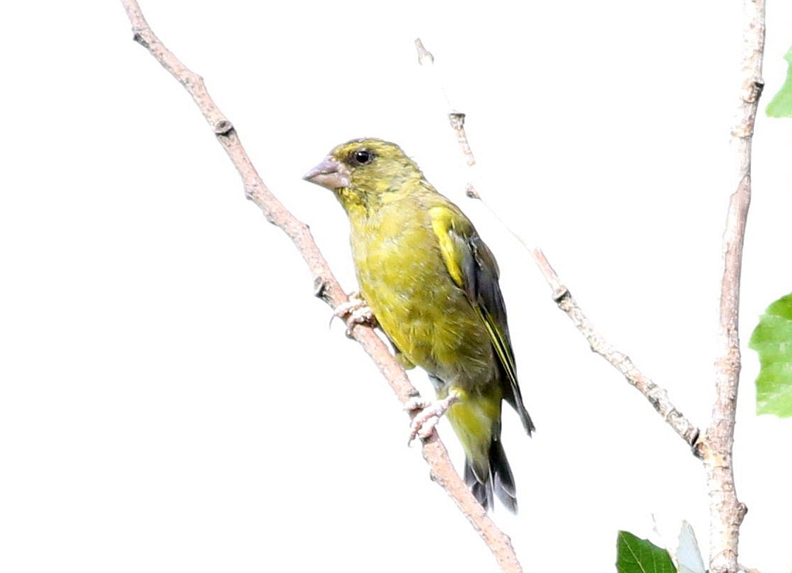 European Greenfinch - ML641797568
