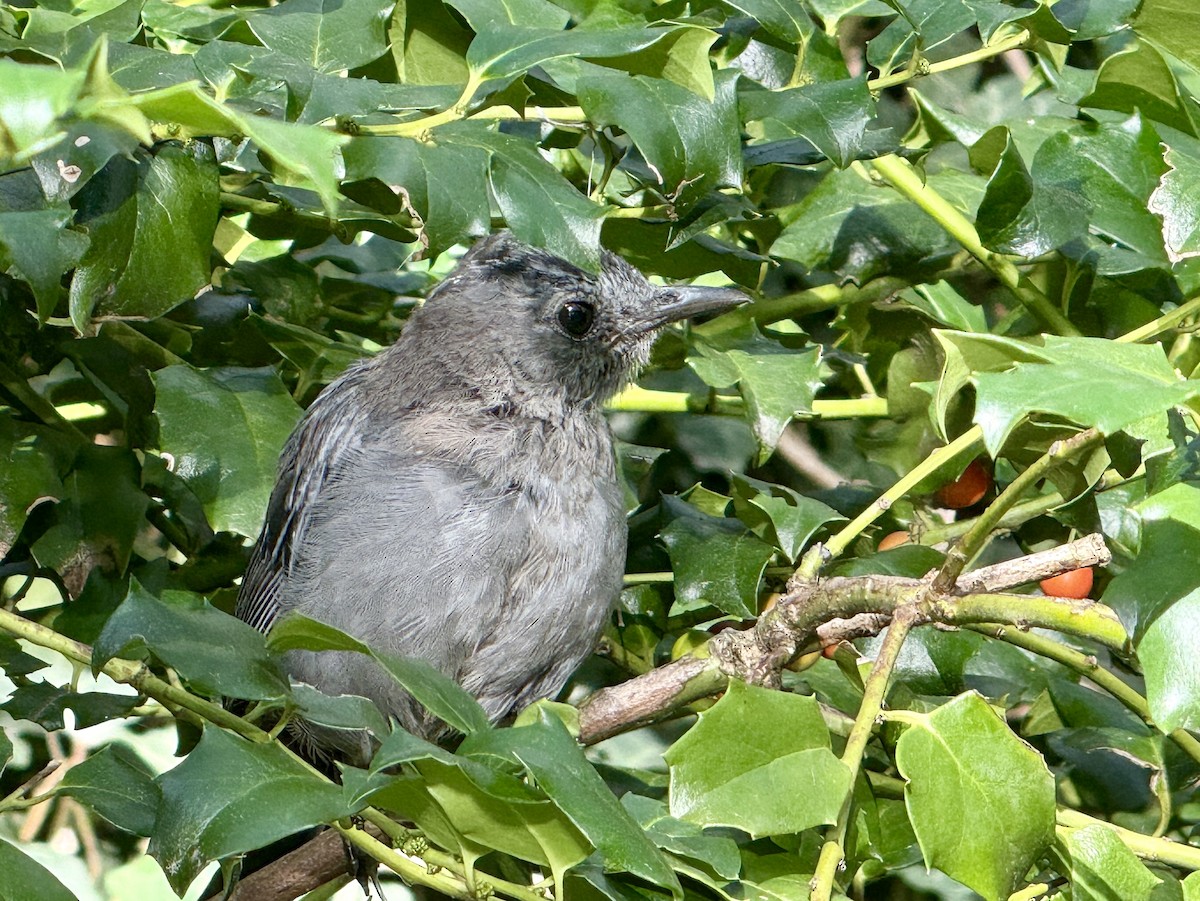 kattespottefugl - ML641797618