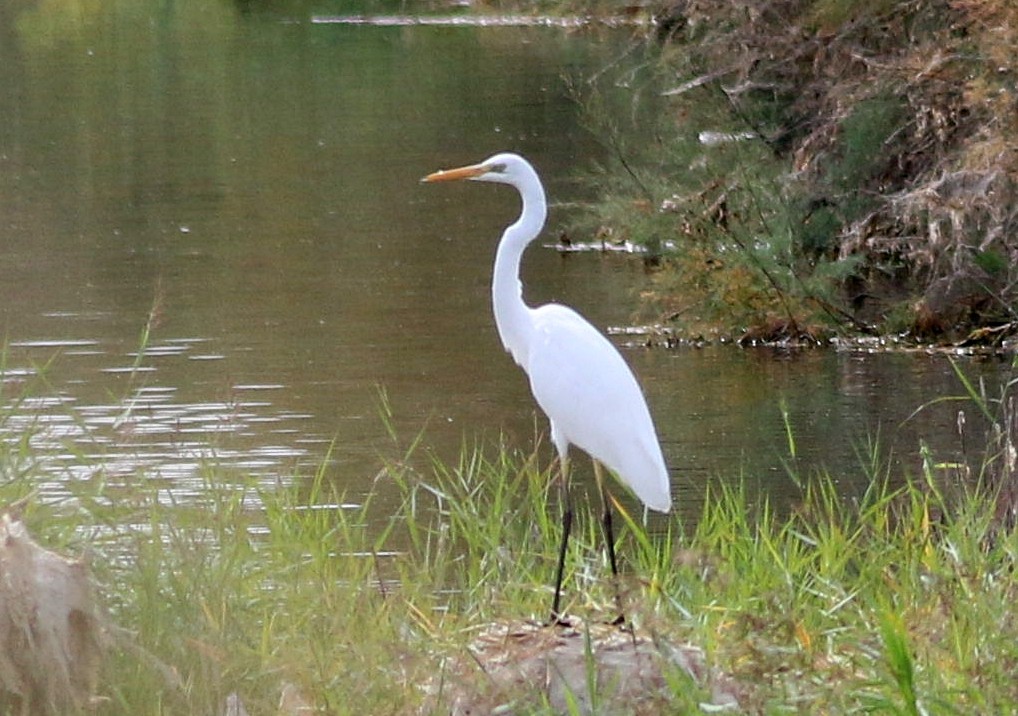 egretthegre - ML641797619