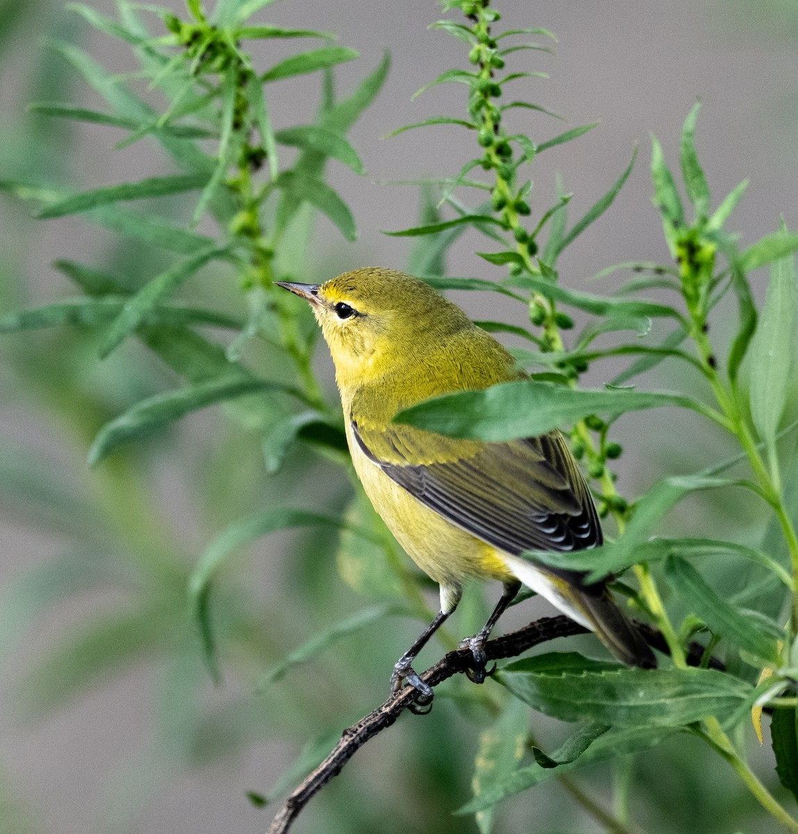 møllparula - ML641797622