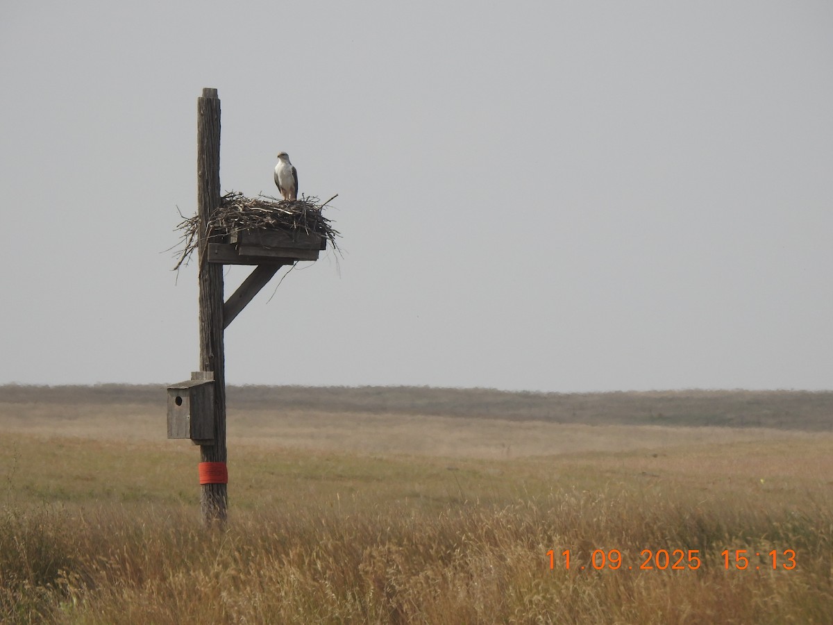 Ferruginous Hawk - ML641797630