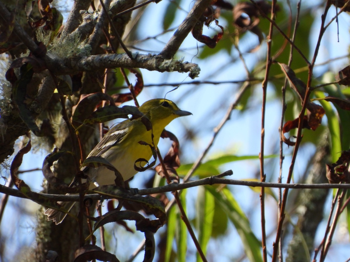 gulbrystvireo - ML641797632