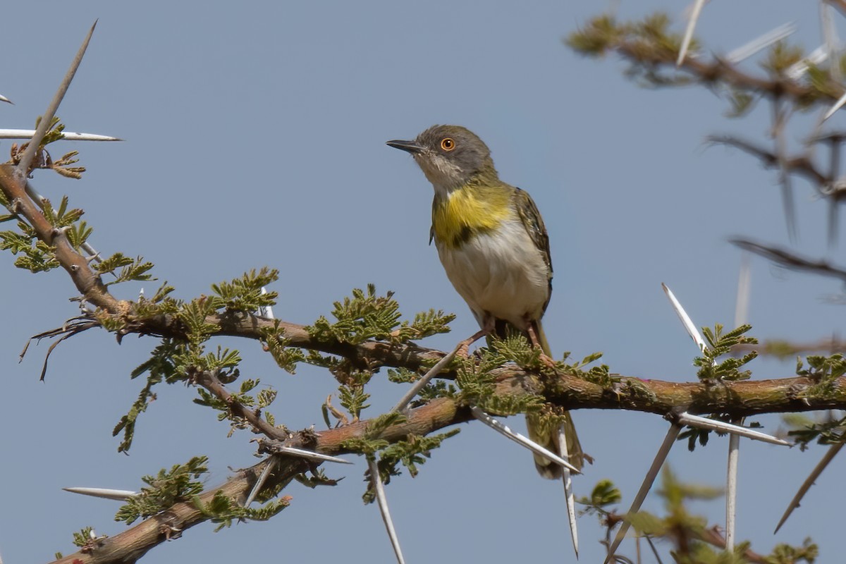 Yellow-breasted Apalis - ML641797663