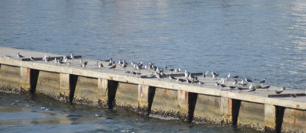 Laughing Gull - ML641797665