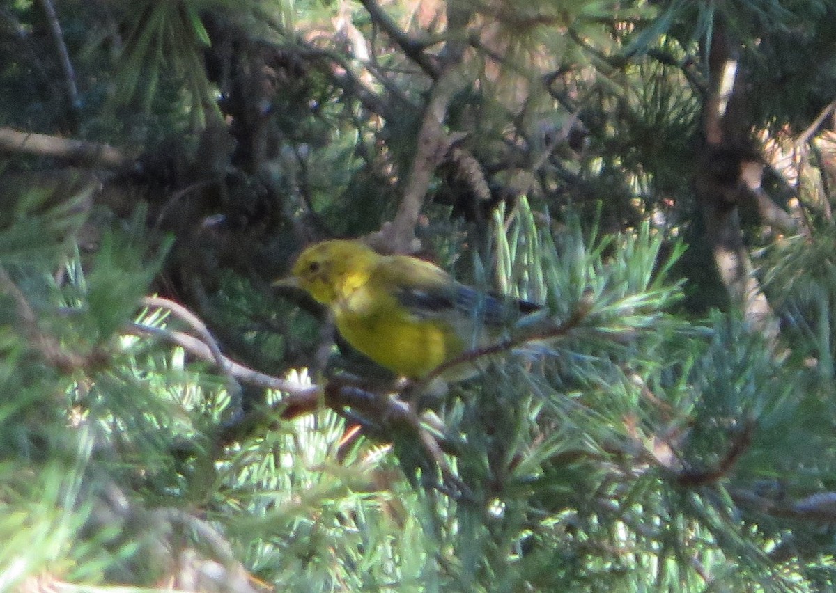 Pine Warbler - ML641797681