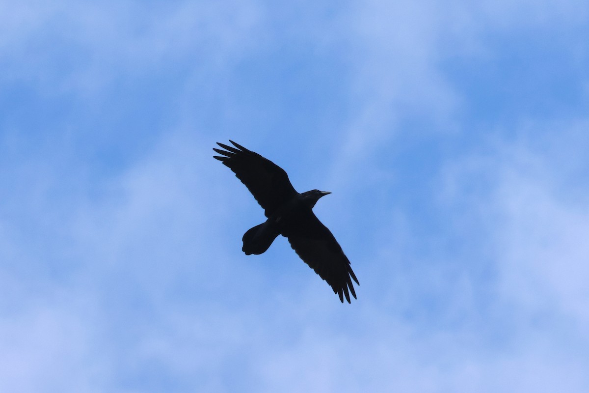 Common Raven - ML641797700