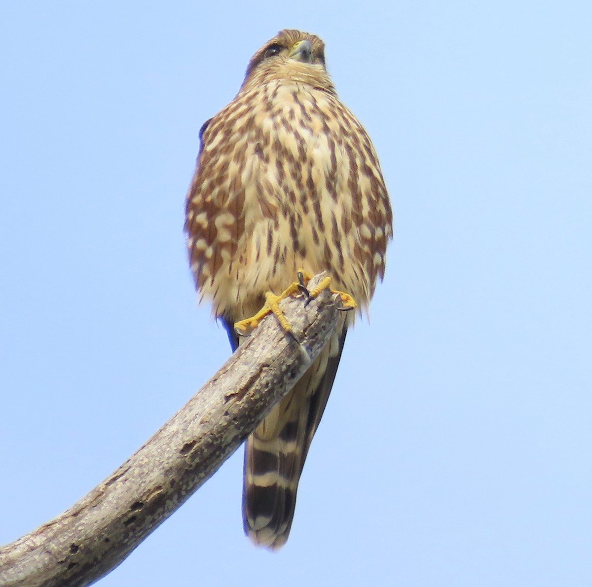 Merlin - ML641797727