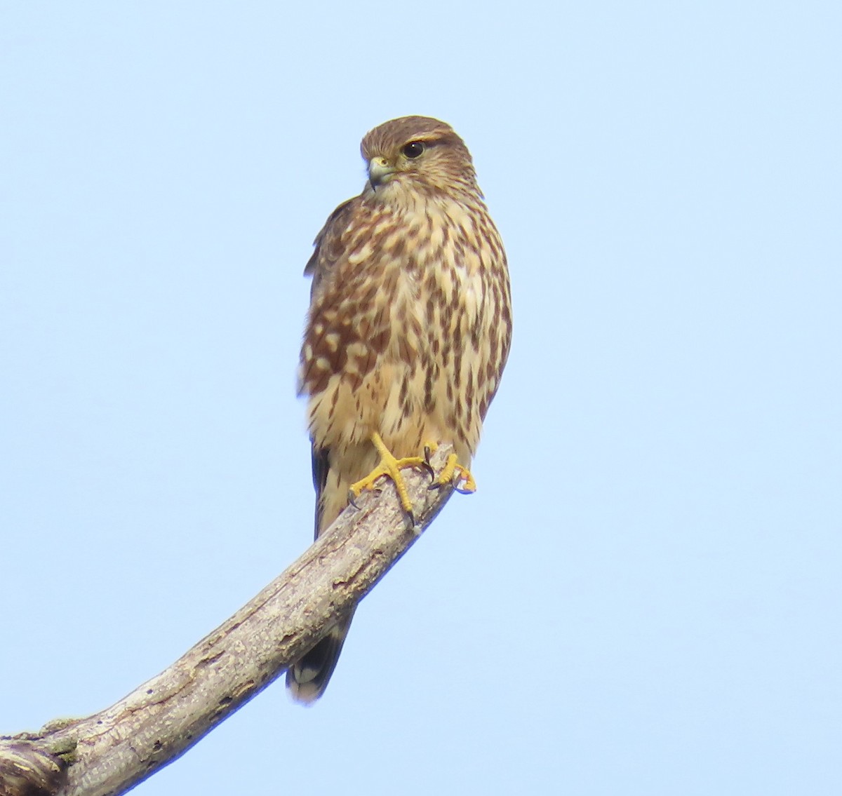 Merlin - ML641797728