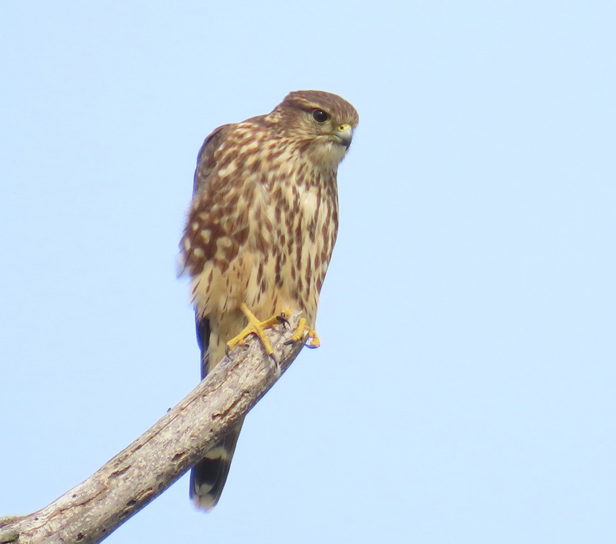 Merlin - ML641797729