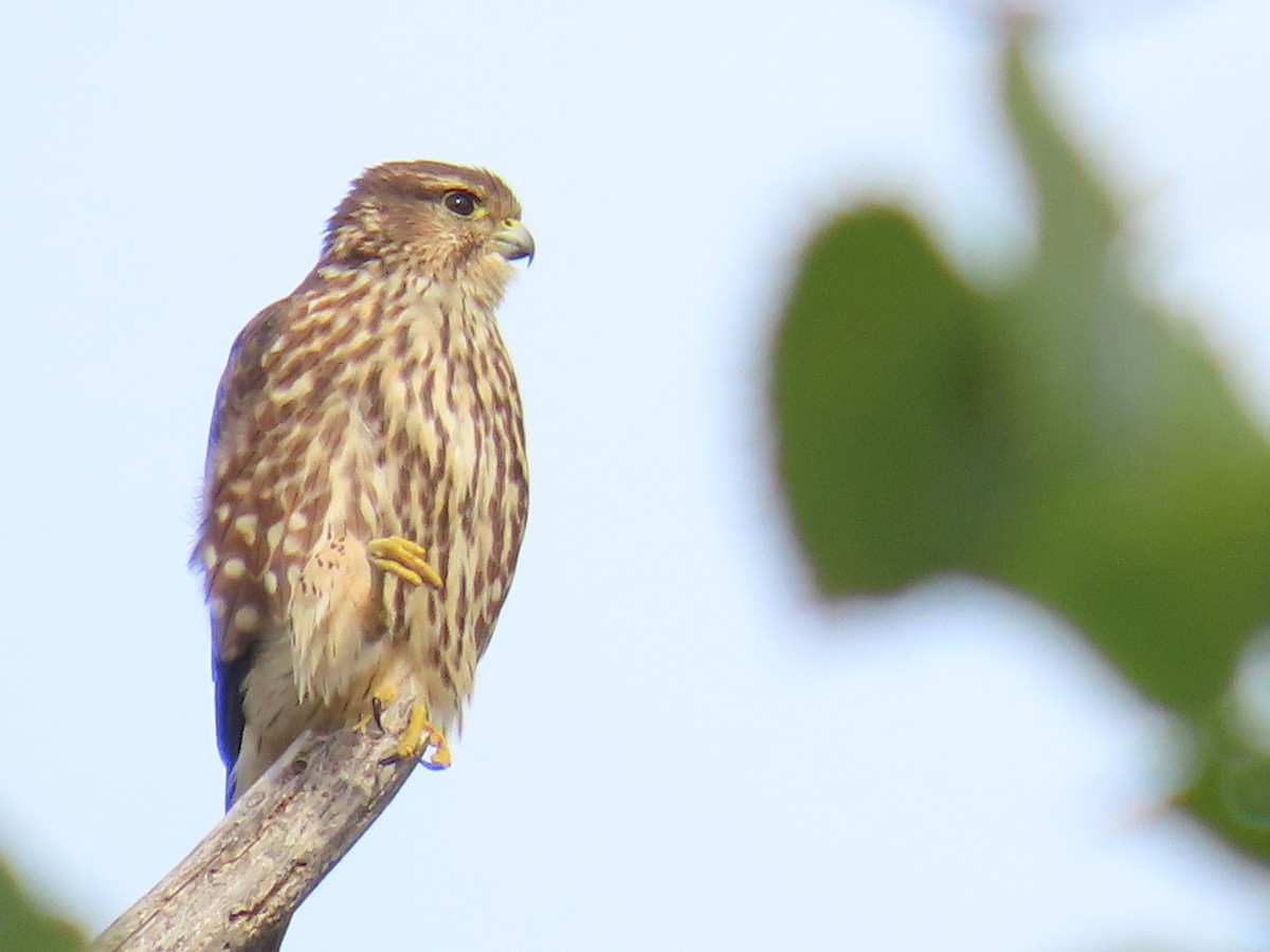 Merlin - ML641797730