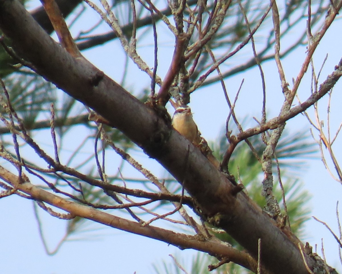 Red-breasted Nuthatch - ML641797771