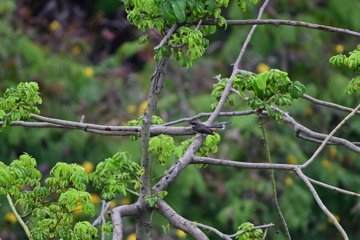 Spot-breasted Fantail - ML641797784