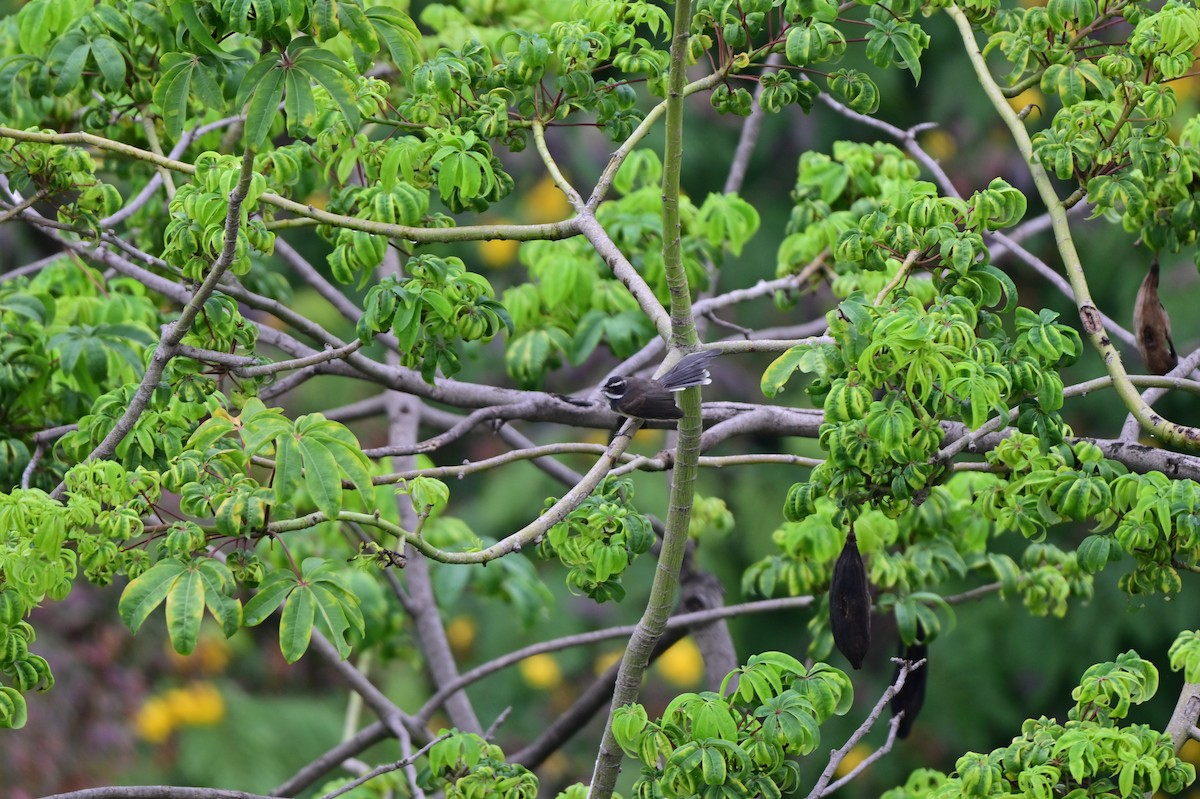 Spot-breasted Fantail - ML641797785