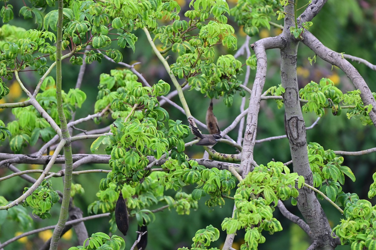 Spot-breasted Fantail - ML641797786