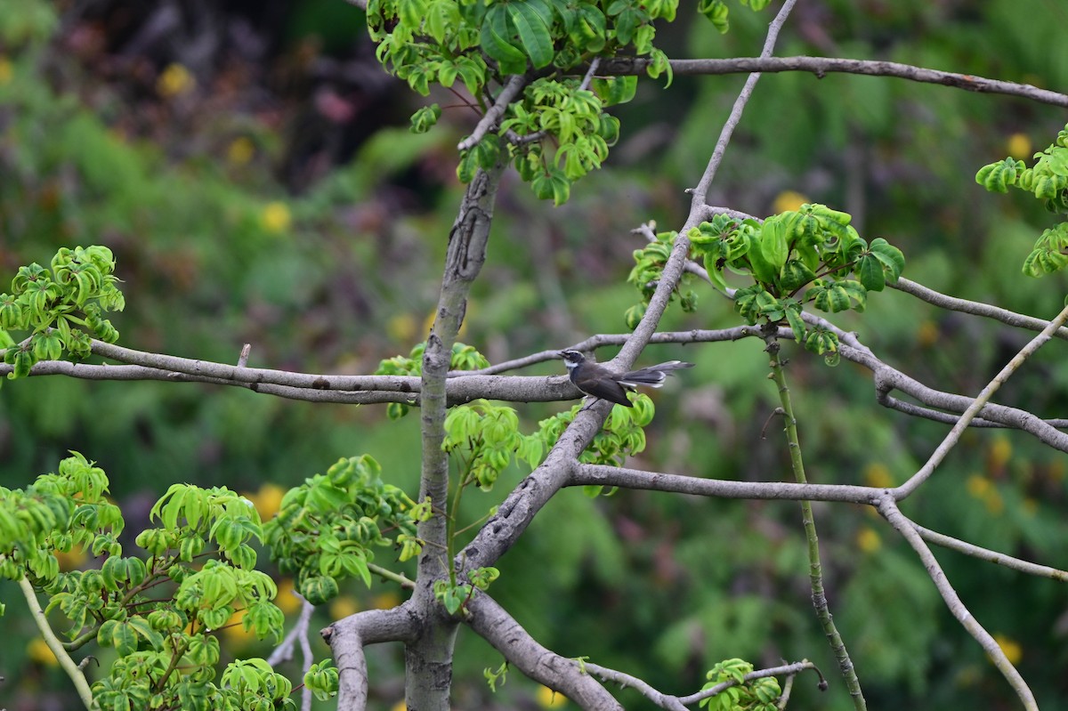 Spot-breasted Fantail - ML641797787