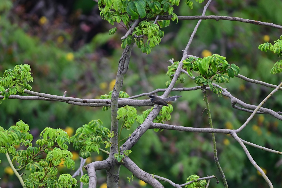 Spot-breasted Fantail - ML641797789