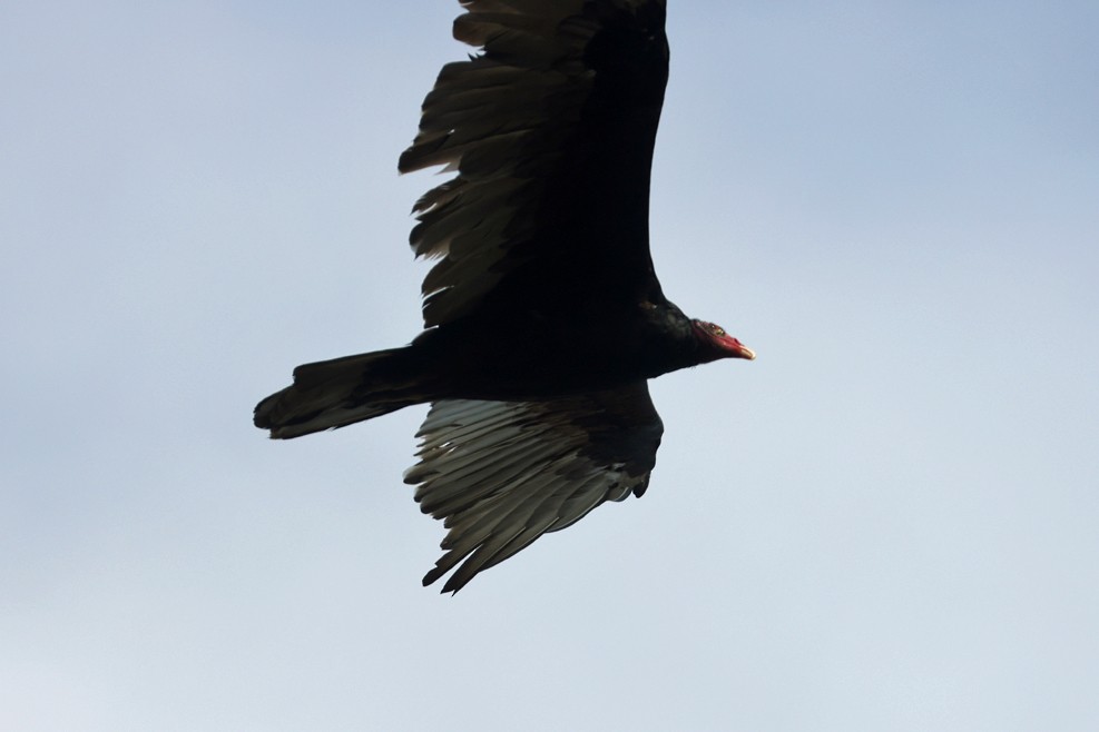 Turkey Vulture - ML641797842