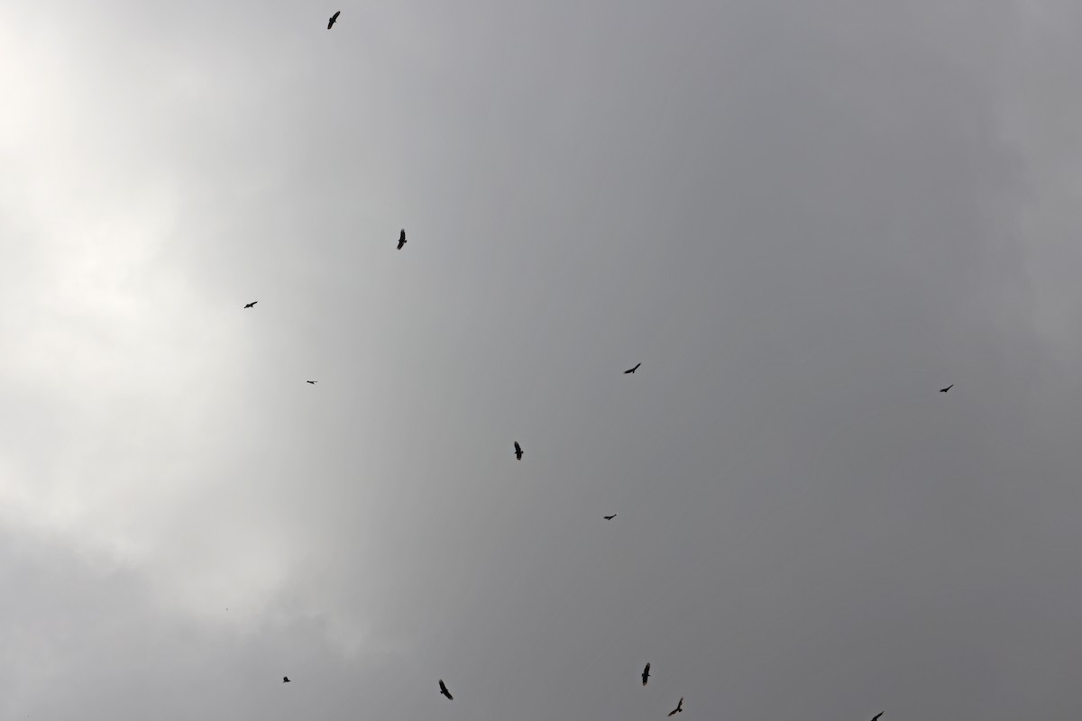 Turkey Vulture - ML641797851