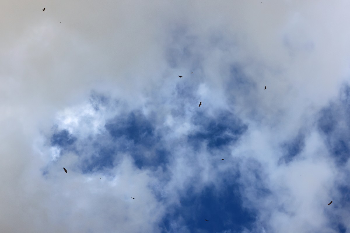 Turkey Vulture - ML641797852