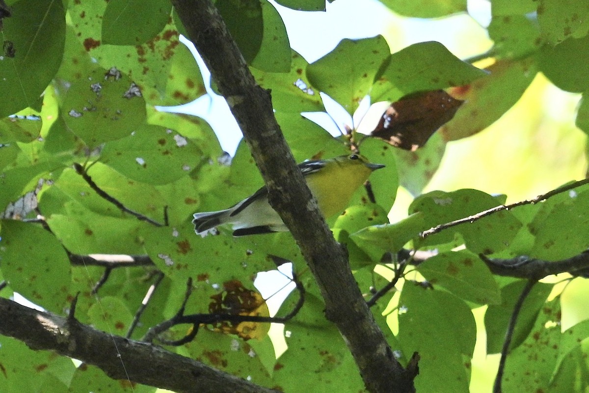 Sarı Gerdanlı Vireo - ML641797875