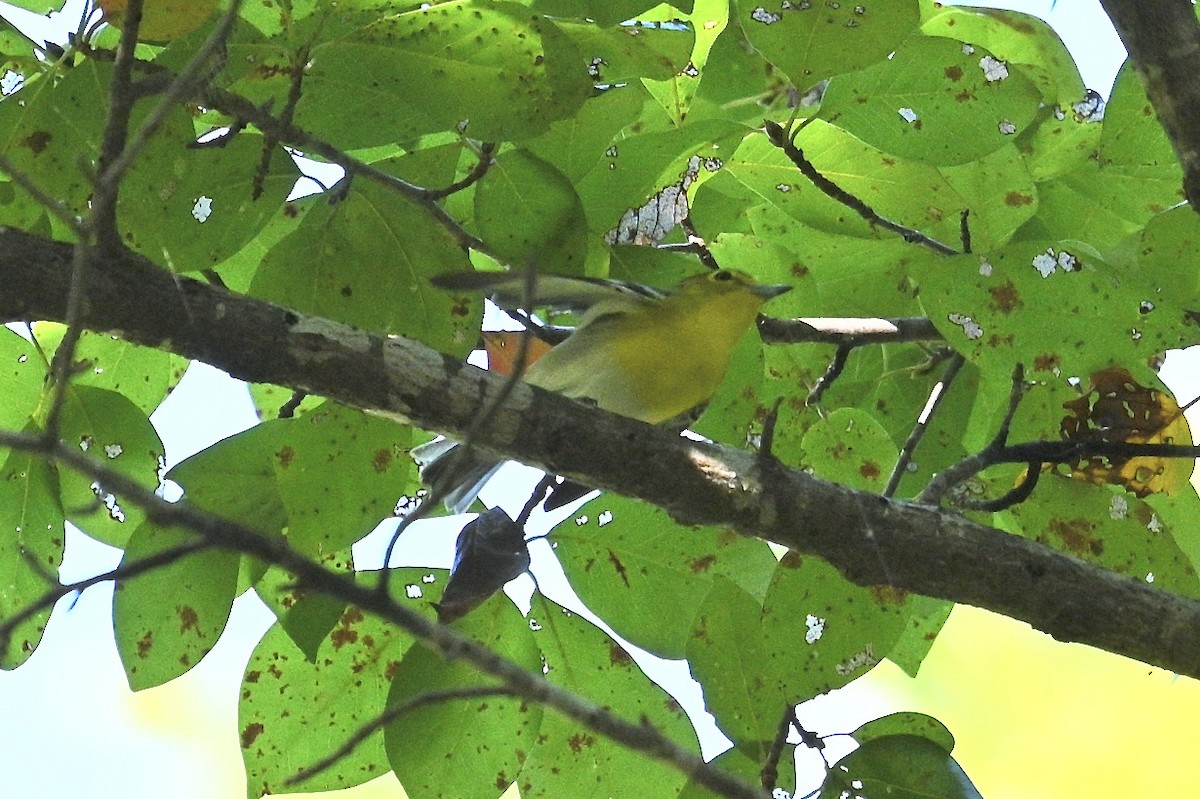 Sarı Gerdanlı Vireo - ML641797876