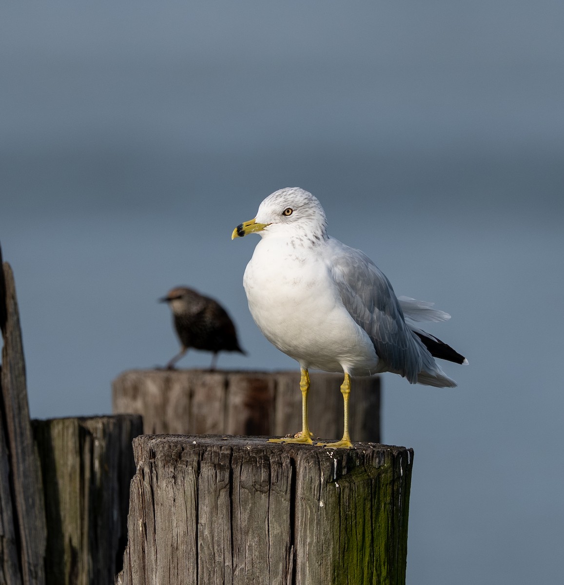 Ring-billed Gull - ML641797886