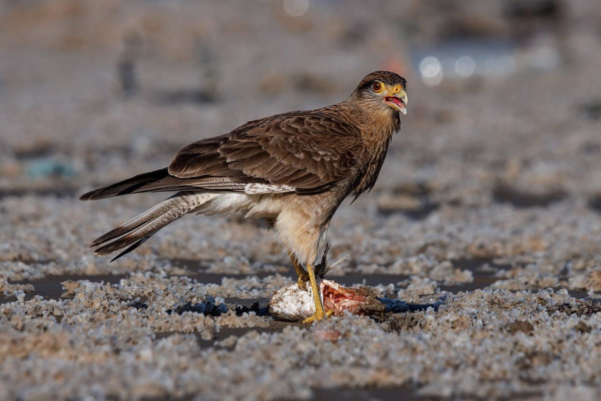 Chimango Caracara - ML641797905
