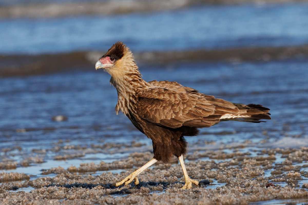 Crested Caracara - ML641797913