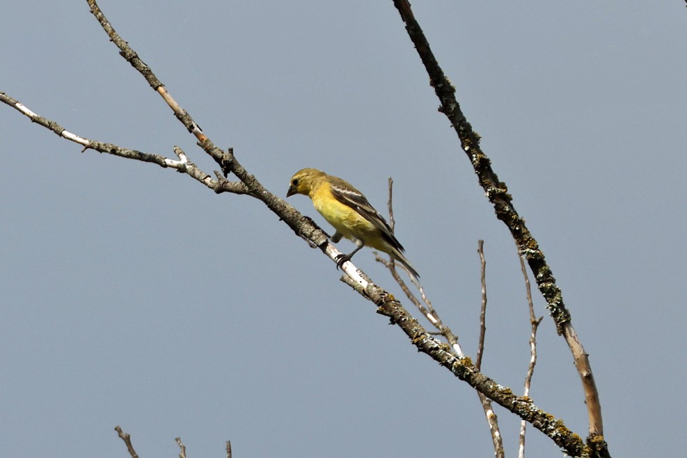 new world goldfinch sp. - ML641797916