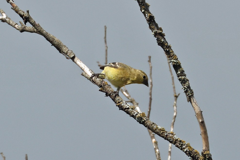 new world goldfinch sp. - ML641797917
