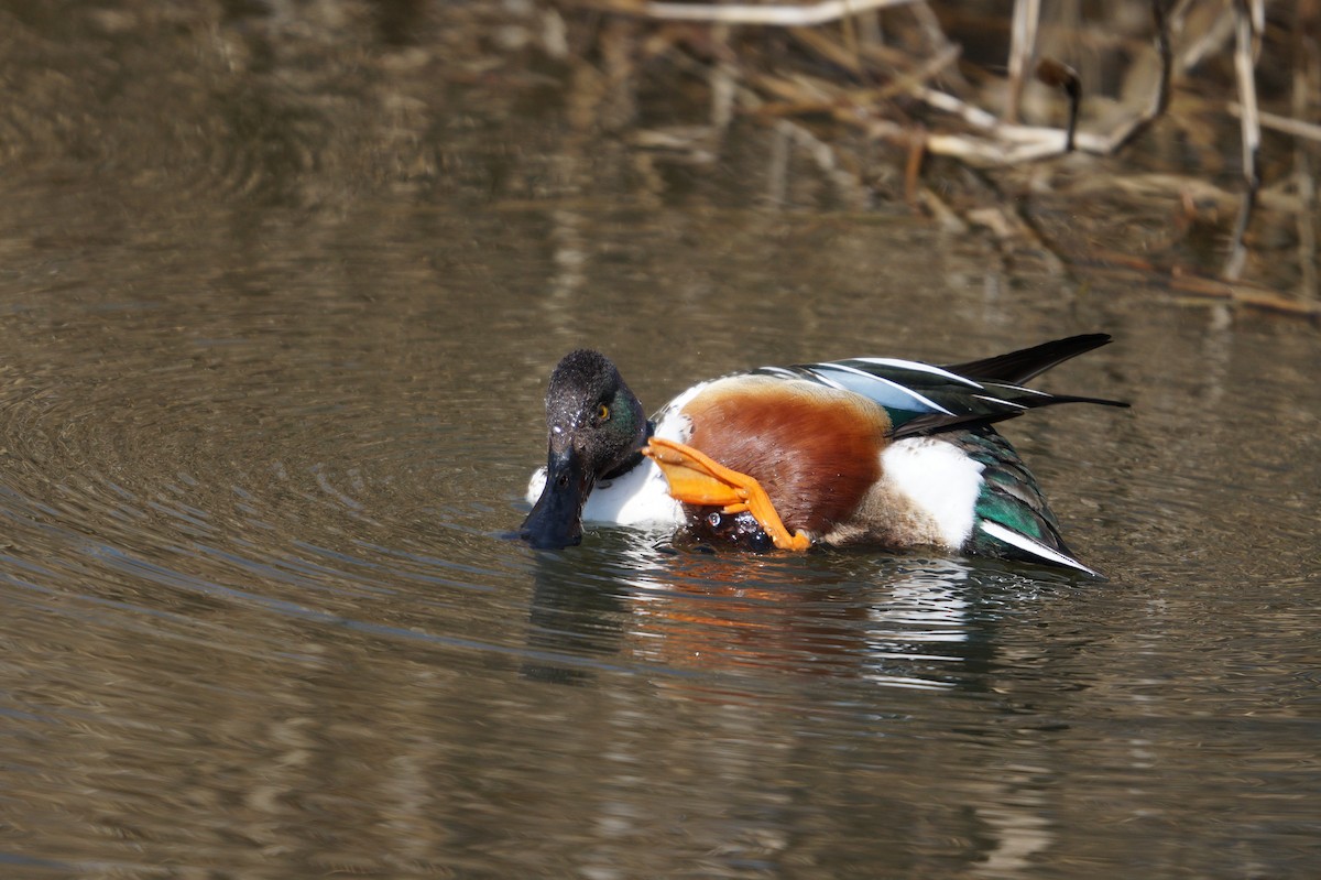 Kaşıkgaga - ML641797925