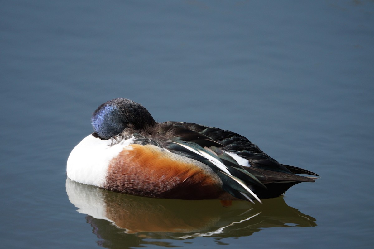 Kaşıkgaga - ML641797926