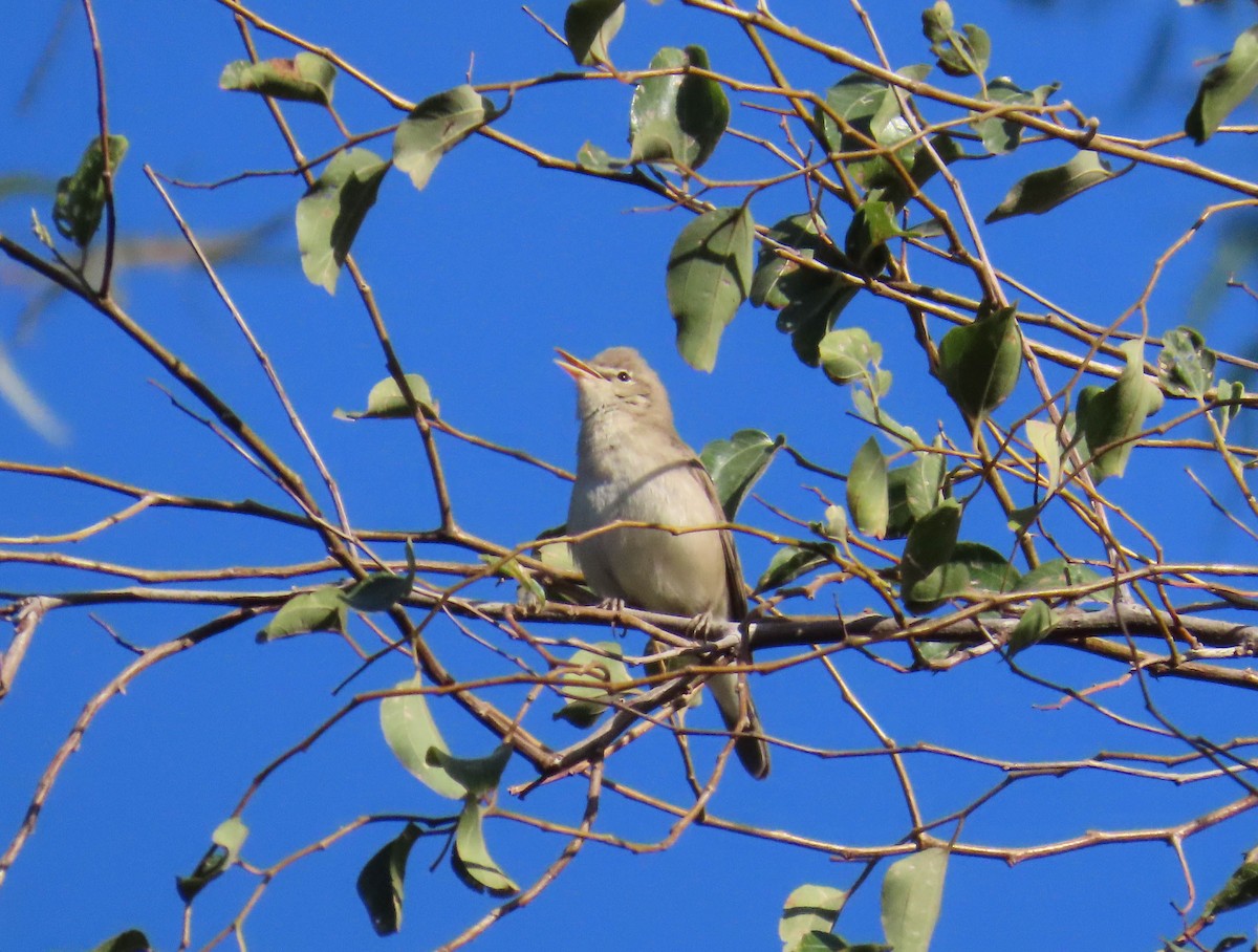 Eastern Olivaceous Warbler - ML641797933