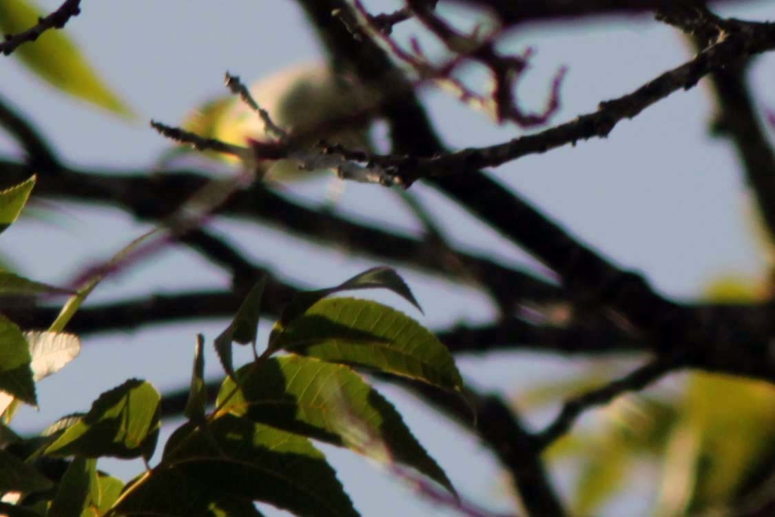 Sarı Gerdanlı Vireo - ML641797944
