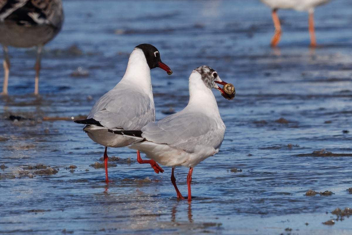 Mouette de Patagonie - ML641797954