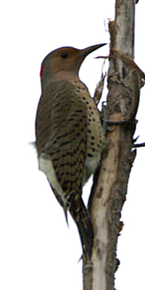 Northern Flicker - ML641797977